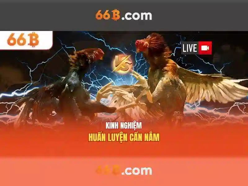 Hiệu suất và chi phí tính toán của 66b