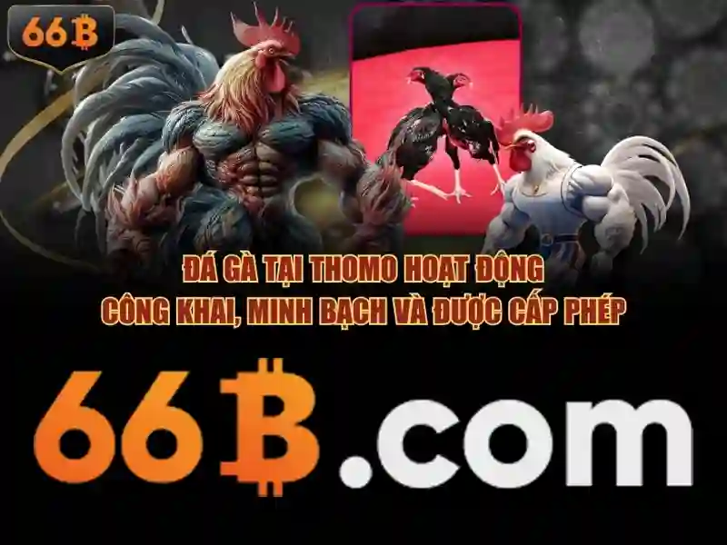 66B: Khái niệm, kích thước tham số và ứng dụng Giao diện nhà cái hoàn hảo