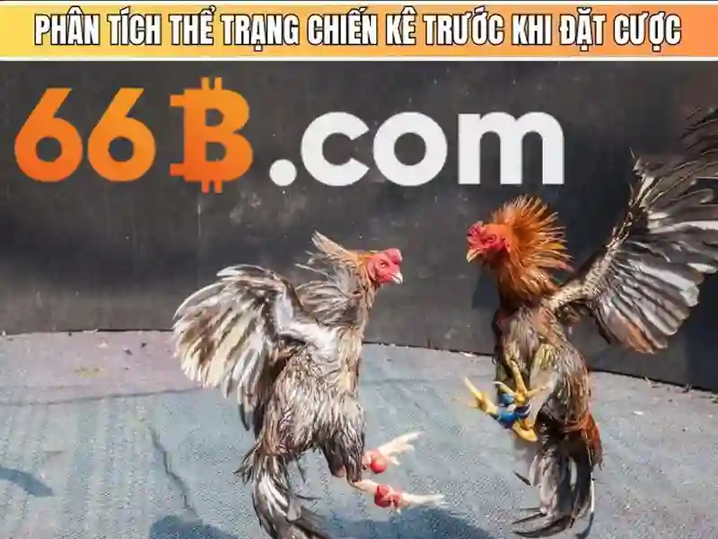 Giới thiệu về 66B